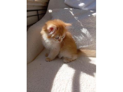 Şecereli Dişi British Longhair Yavrular