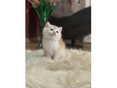 Güzeller Güzeli British Shorthair Luna