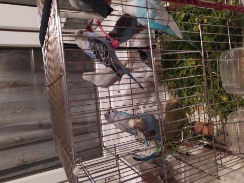 Ev Üretimi Yeni Yeme Düşen Muhabbet Kuşu Yavrular