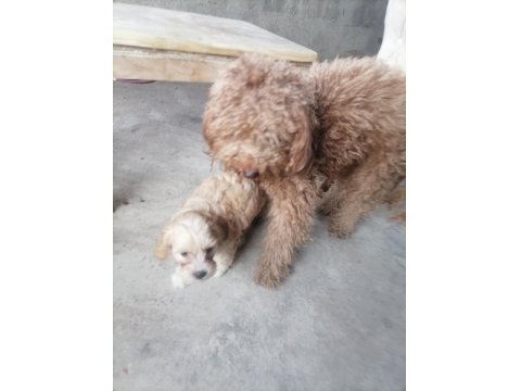 Küçük Boy Maltipoo