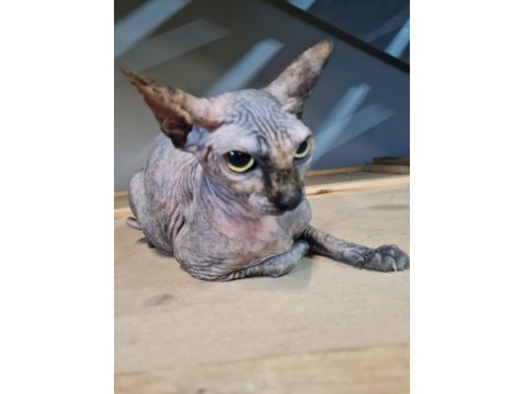 Safkan Sfenks (Yetişkin)