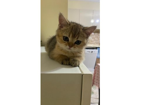 Muhteşem Kan Hattına Sahip Scottish Straight Yavrular