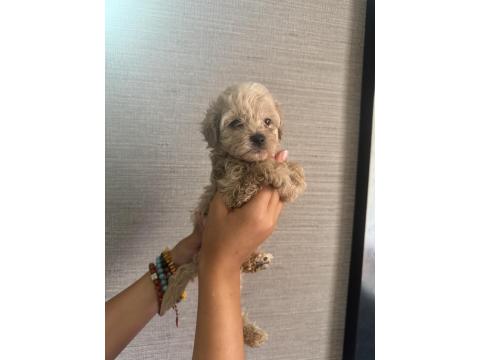 Ev Ortamında Büyüyen Maltipoo Yavrular