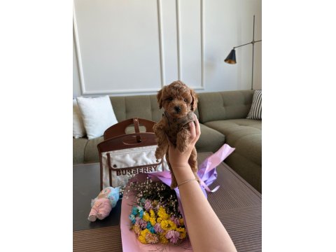 Baby Face Erkek Poodle