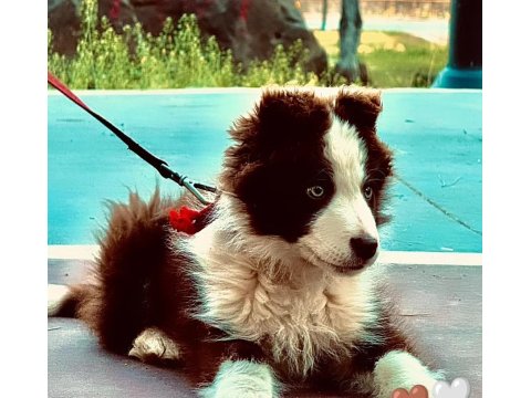 Çok Kaliteli Border Collie Yavruları İstanbul