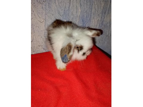 Teddy Lop Tavşan Yavrular Sütten Kesilmiştir