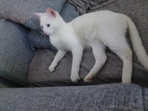 Aşıları Tam 5 Aylık Van Kedisi