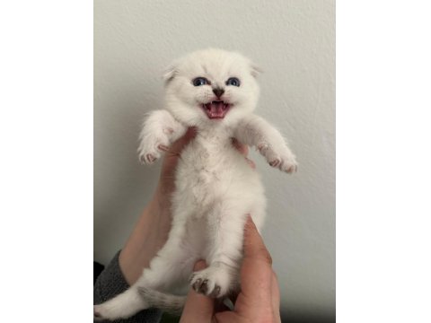 Arslan Parçası Scottish Fold