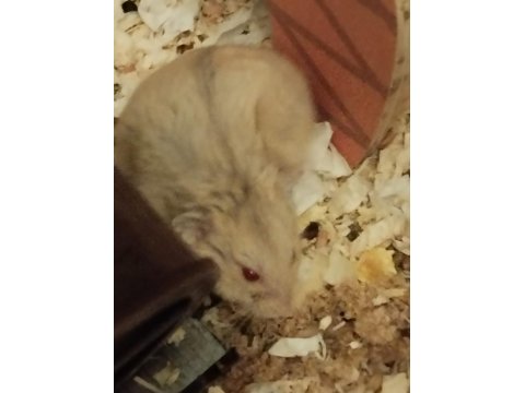 Gonzales Hamster Ücretsiz Sahiplendirme