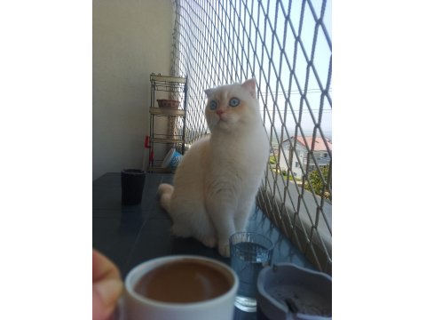 Ağustos 2024 Doğumlu Bir Dişi Bir Erkek Scottish Blue Point