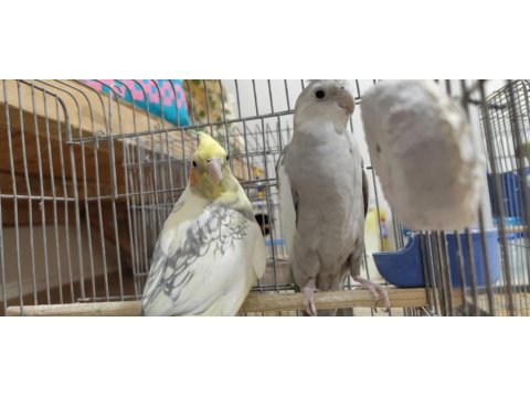 Sağlam Kan Hattı Olan Takım Sultan Papağanı