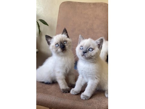 Yavru British Blue & Chocolate Point