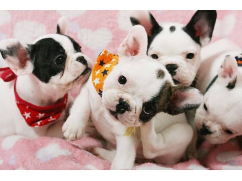 French Bulldog Yavrularımız