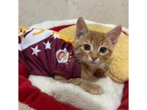 2 Sevimli Erkek Kardeş Kediye Sıcak Yuva Aranıyor!