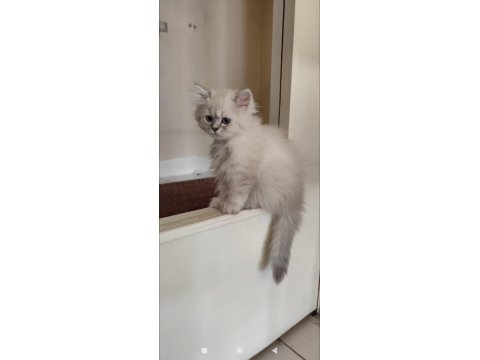 Full Şecereli British Malzemelerle Birlikte Erkek-Dişi