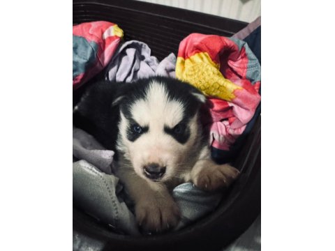 Sibirya Kurdu Yavrularım Mevcuttur