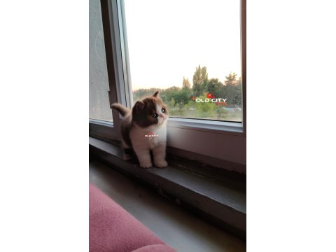 Safkan Teddy Bear British Bebeklerim