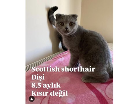 Anne Ve Çocuklarla Scottish Fold