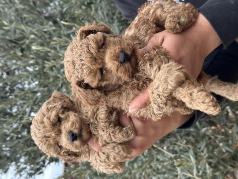A Kalite Orjinal Koyu Toy Poodle