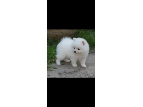 Safkan Pomeranian Spitz Yavrular