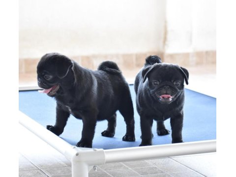 Pug Cinsi Yavrularımız