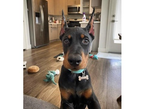 Sağlık Ve Irk Garantili Doberman Mermi