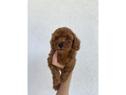 Toy Poodle Ev Doğumlu 35 Günlük Bebekler