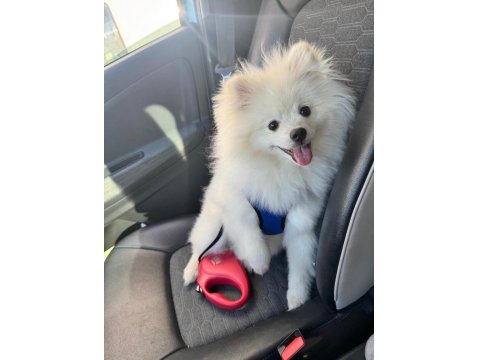 6 Aylık Eğitimli Pomeranian