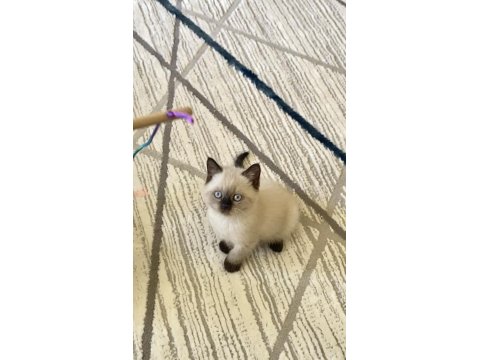 British Shorthair Erkek/Dişi Yavru