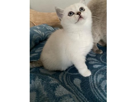 Dünya Güzeli British Shorthair Kediler