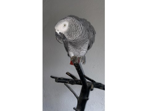 Full Evcil 2.5 Yaşında Oyun Hamuru Gibi Jakomuz