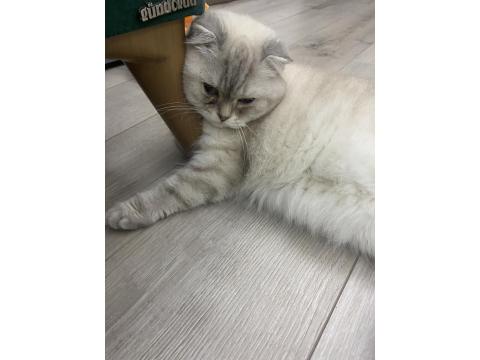 Scottish Straight Kedimiz