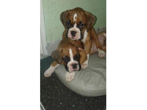 Irk Garantili Boxer Yavruları
