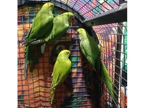 Kapalı Bilezik Pakistan Papağanlarımız
