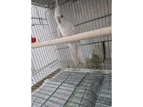 Sultan Papağanı Takım