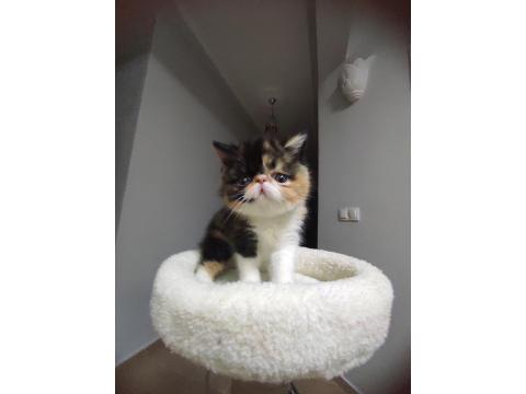 Yeni Yuvasını Arıyor Kedimiz