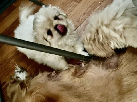 Zıpır Pekinez Kardeşler