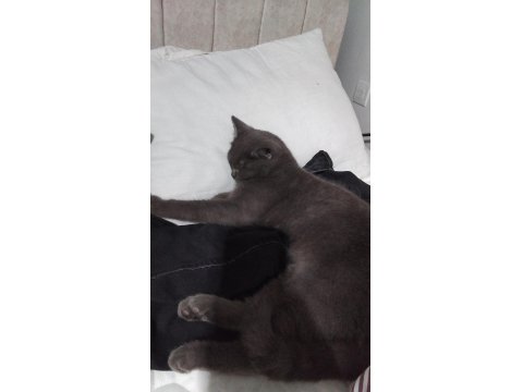 Acil Sahiplendirme Kedimiz