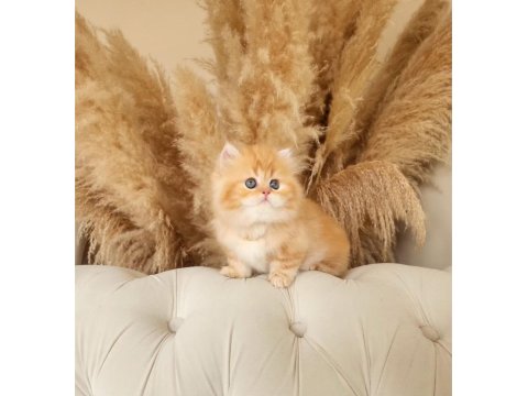 Dünya Tatlısı Saf Kan Golden British Longhair