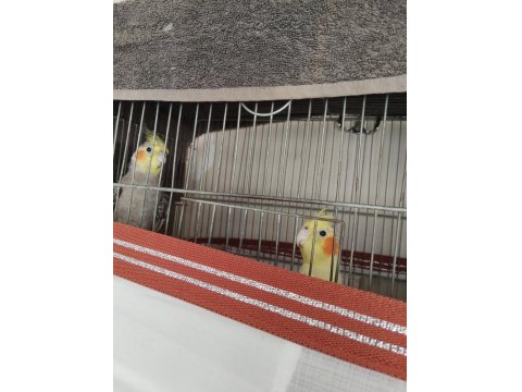 Yumurtada Çift Sultan Papağanı