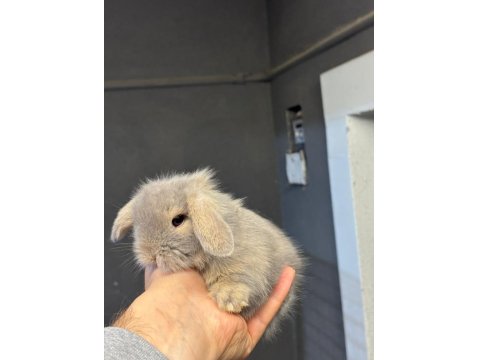 Hollanda Lop Cüce Ve Mini Lop Tavşanları