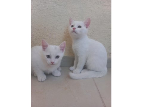 2 Aylık British Bebeklerimiz Sahiplendirilecektir