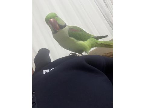 2 Yaşında Erkek Evcil Alexander