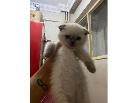 A Kalite British Shorthair Bebekler