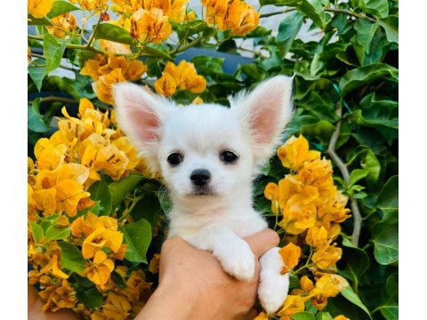 Sevimli Ve Eğitimli Chihuahua Yavru