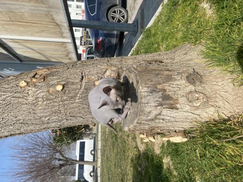 Kanada Sfenks Yavrularımız