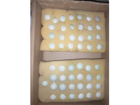 Kuluçkalık Bıldırcın Yumurtaları (7 Çeşit)