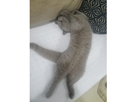 British Shorthair Patimize Ömürlük Yuva Arıyoruz