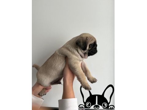 Erkek Pug Mops