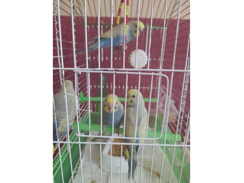 Güzel Renkli Rainbow Yavru Muhabbet Kuşları